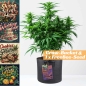 Preview: Grow Stofftopf Living Soil organic